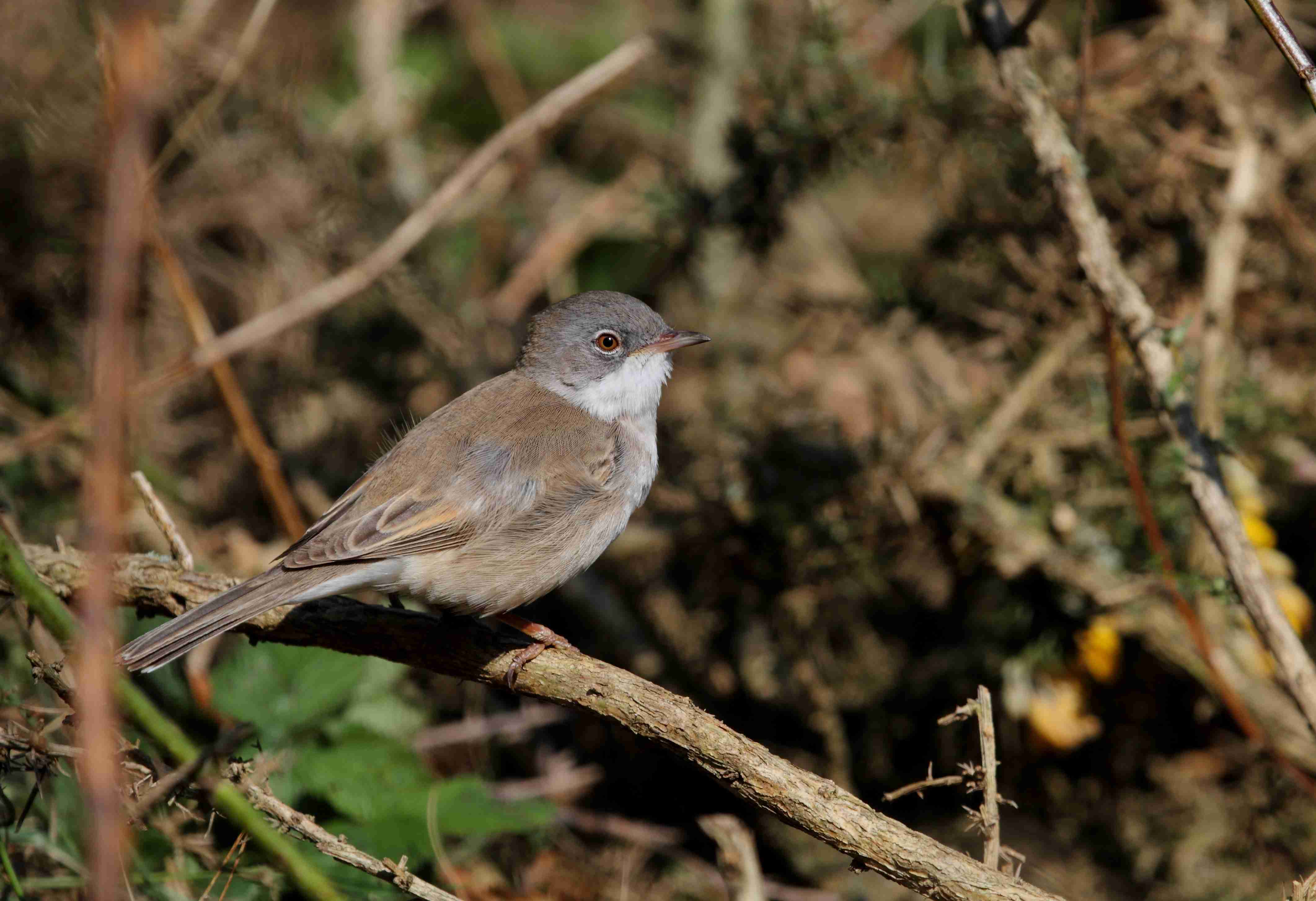 Conférence « Préserver la biodiversité »